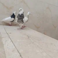 سه تا طوقی قاب ماده زاغ آبادانی عطقیه|پرنده|خمینی‌شهر, |دیوار