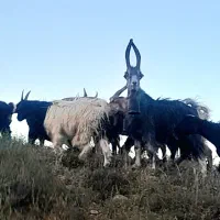 نر بز ۴ سال اخته