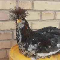 جوجه مرغ خروس سلطان