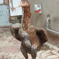 مرغ وخروس لاری