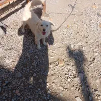 سگ پاکوتا|سگ|مشهد, جانباز|دیوار