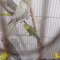 عروس هلندی، مرغ عشق