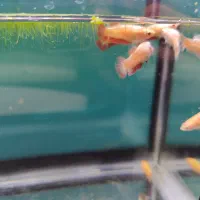 فایتر پلاکت