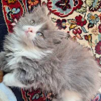 گربه پرشین ماده