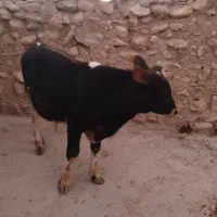 گوساله نر سیمین تال