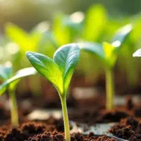 فروش-زمین-کشاورزی-یک-هکتار-و-نیم