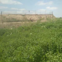 آقا و خانم هستیم جویای کار سبزی زدن