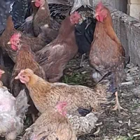 مرغ و خروس|حیوانات مزرعه|کاشان, شهرک صنعتی کویر|دیوار