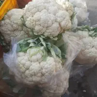 گل کلم تازه کرج  و برگ کلم