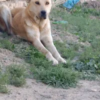سگ سرابی ماده