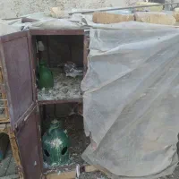 قفسه کبوتر|لوازم جانبی حیوانات|دماوند, گیلاوند|دیوار