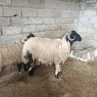 حمیدیه مسیر خسرج