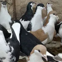 رنگه دانه ۱۸۰|پرنده|مشهد, کوشش|دیوار