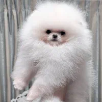 پامرکده سگ پامر خرسی/پامرانین جیبی|سگ|شیراز, معالی‌آباد|دیوار