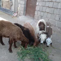 بره نر ماده|حیوانات مزرعه|تربت‌حیدریه, پایانه مسافربری تربت حیدریه|دیوار