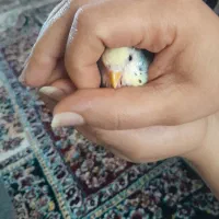 مرغ عشق|پرنده|اردبیل, |دیوار