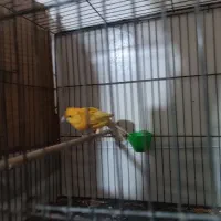 دو عدد قنار نر سالم و سرحال|پرنده|پاکدشت, پاکدشت (مامازند)|دیوار