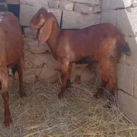 دوعددبز|حیوانات مزرعه|آسارا, |دیوار