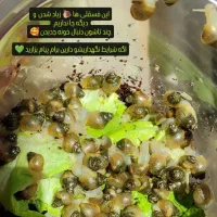 فروش حلزون خانگی