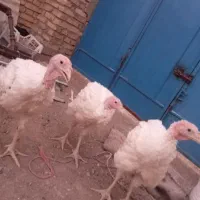 بوقلمون بیوتی