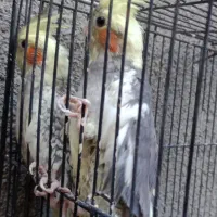 عروس هلندی