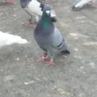 کبوتر کفتر گمشده