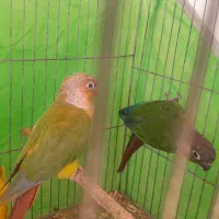 طوطی گرنچیک جفت|پرنده|خان ببین, |دیوار