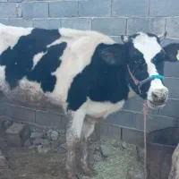 گاو با گوساله شکم اول با ده کیلو شیر