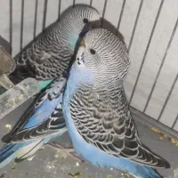 مرغ عشق|پرنده|مسجد سلیمان, |دیوار