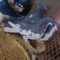 کفتر (کبوتر)