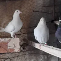 کفتر نسل دار زیر فی|پرنده|قائن, |دیوار