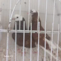 کبوتر شازده سرخ جوجه نرو ماده