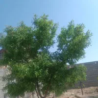 باغ ویلا وزمین