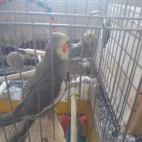 عروس هلندی