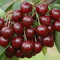 ارائــه نهــال به صورت تضمیــنی