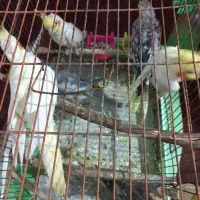 عروس هلندی|پرنده|اهرم, |دیوار