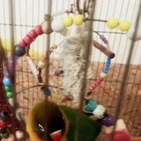 طوطی برزیلی سبز خوشرنگ وباهوش