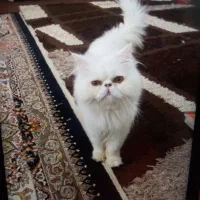 گربه گمشده|گربه|گرگان, |دیوار