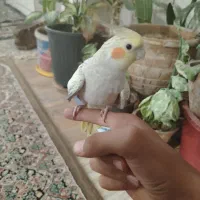 عروس هلندی دستی