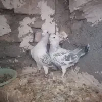 پرنده. کبوتر. نروماده. شامی|پرنده|تربت‌حیدریه, آسایش|دیوار