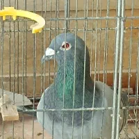 کبوتر یا کفتر  پلاکی  وپاکستانی