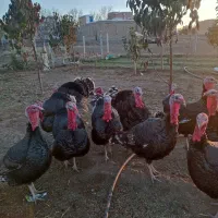 فروش بوقلمون برنزی گوشتی محلی|حیوانات مزرعه|سنقر, |دیوار