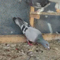 تعدادی کبوتر غریب|پرنده|مشهد, امیرآباد|دیوار
