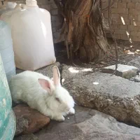 بچه خرگوش