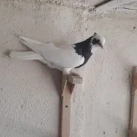 کبوتر زرقان|پرنده|شیراز, رکنآباد|دیوار