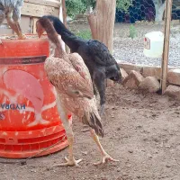 مرغ وخروس لاری نژاد دار اصیل|حیوانات مزرعه|قزوین, |دیوار