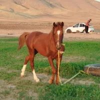 اسب نریون