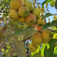 باغچه خوش قیمت|فروش خانه و ویلا|مشهد, تبادکان|دیوار