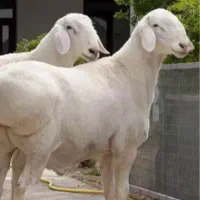 گوسفتدنرفروشی|حیوانات مزرعه|زهک, |دیوار