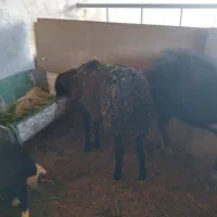 بره|حیوانات مزرعه|جوادآباد, |دیوار